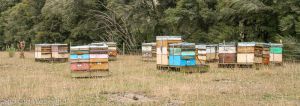 Wairarapa Bees